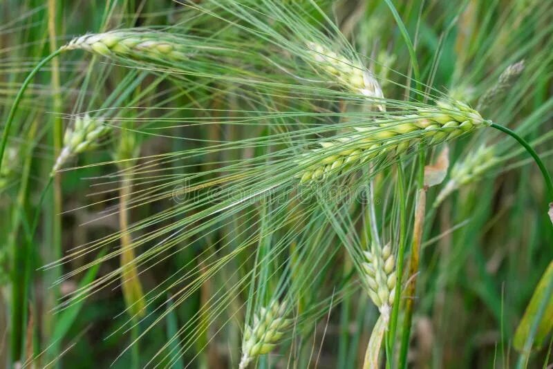 Пшеница аллерген. Triticum на звонок. Triticum turgidum. Triticum sphaerococcum. Triticum.