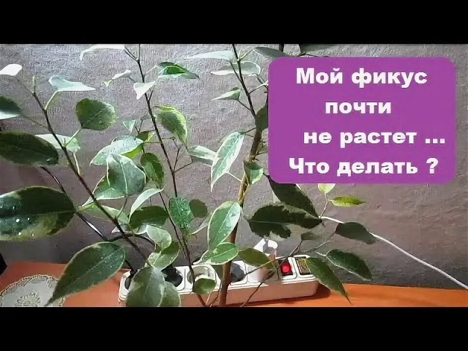 Как долго растет фикус. Как долго растет фикус