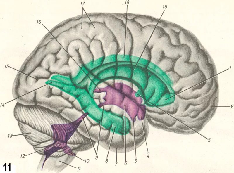 Проекция желудочков головного мозга. Большие полушария головного мозга желудочки мозга. Желудочки мозга топография анатомия. Боковые желудочки головного мозга. Правый желудочек головного