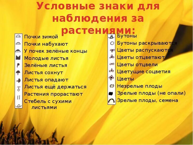 Фенологическое исследование 5 класс