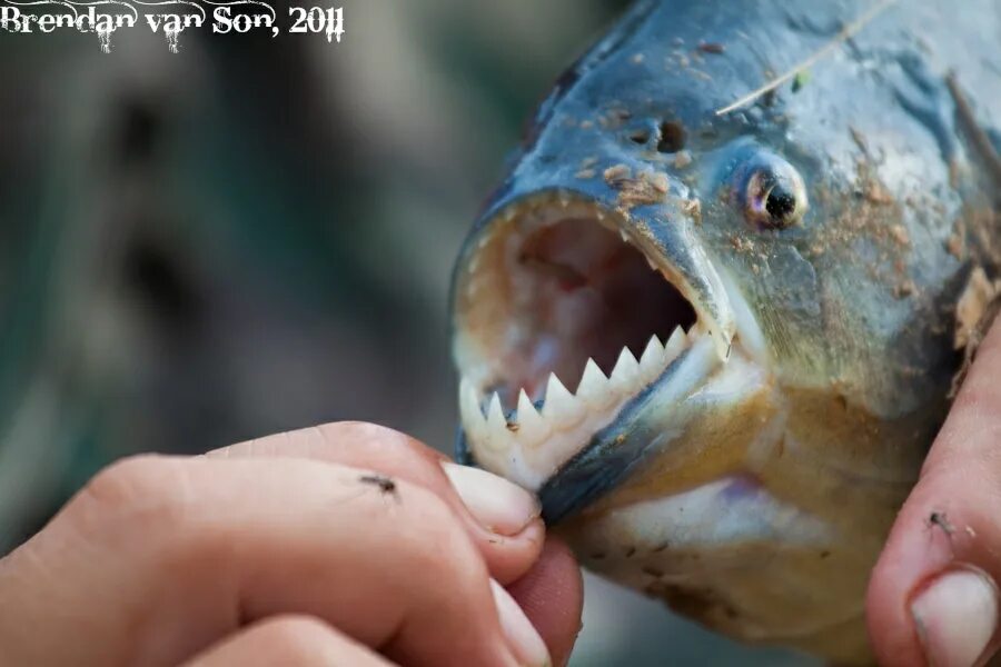 Может ли рыба съесть человека. Пиранья Наттерера зубы. Желтоперая Пиранья. Пиранья съедобная рыба.