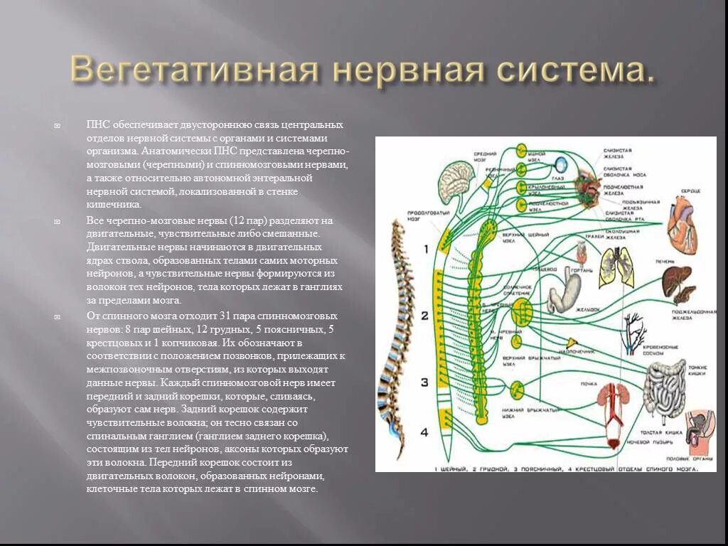 Черепные нервные узлы. Вегетативная нервная система схема спинного мозга. Вегетативная нервная система спинномозговые нервы. Связи черепных нервов с автономной нервной системой. Вегетативная система обеспечивает.