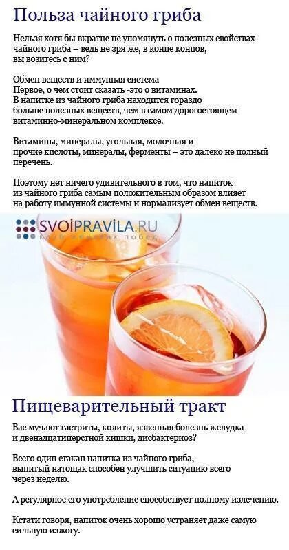 Как правильно пить чайный гриб и сколько