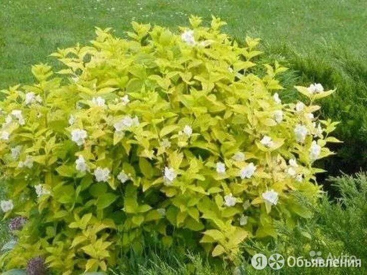 Чубушник альбатре. Чубушник ауреус. Чубушник coronarius. Чубушник венечный (philadelphus coronarius). Чубушник венечный ауреа.