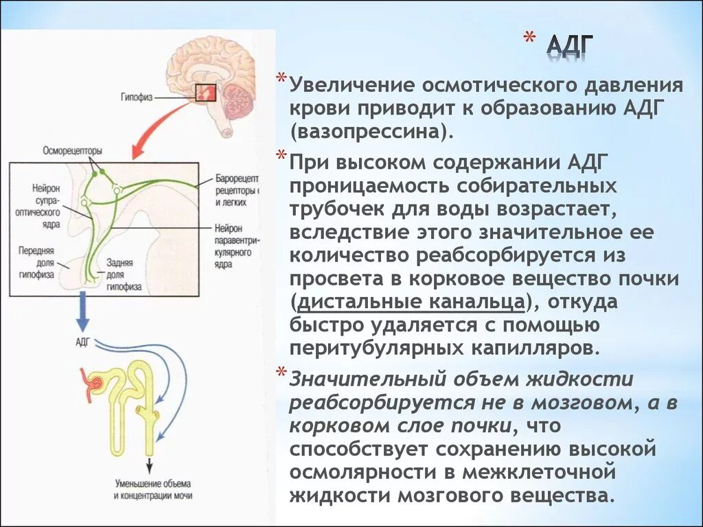 Синтез мочи. Секреция и действие антидиуретического гормона. Антидиуретический гормон мочеобразования. Нефрон почки реабсорбция гормоны. Антидиуретический гормон (АДГ).