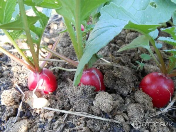 Редис не стрелкуется сорта. Редис не стрелкуется сорта