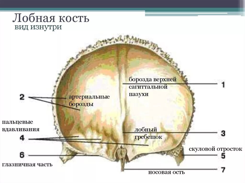 Лобная кость черепа анатомия человека. Строение лобной кости анатомия. Лобная кость Синельников. Лобная кость черепа анатомия изнутри.