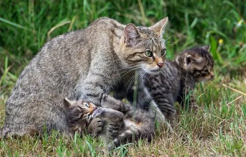 Включи диких кошек