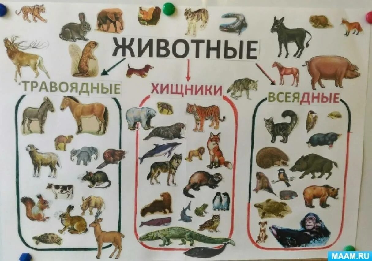Плакаты классы животных
