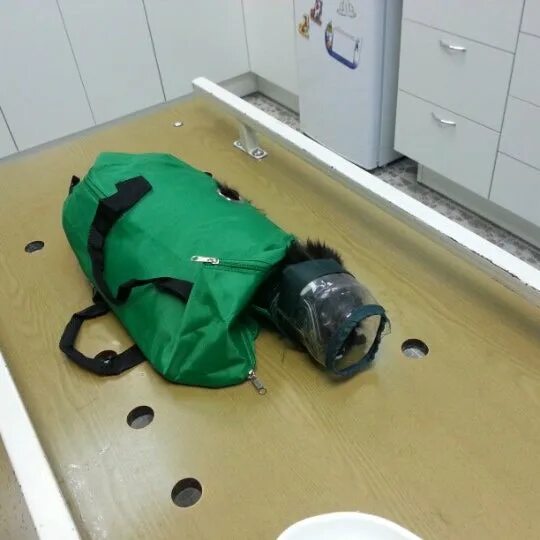 Dr rayence снимок. Биовет мурманск ветклиника. Биовет мурманск. Книповича 51 ветклиника в мурманске. Иветас мурманск.