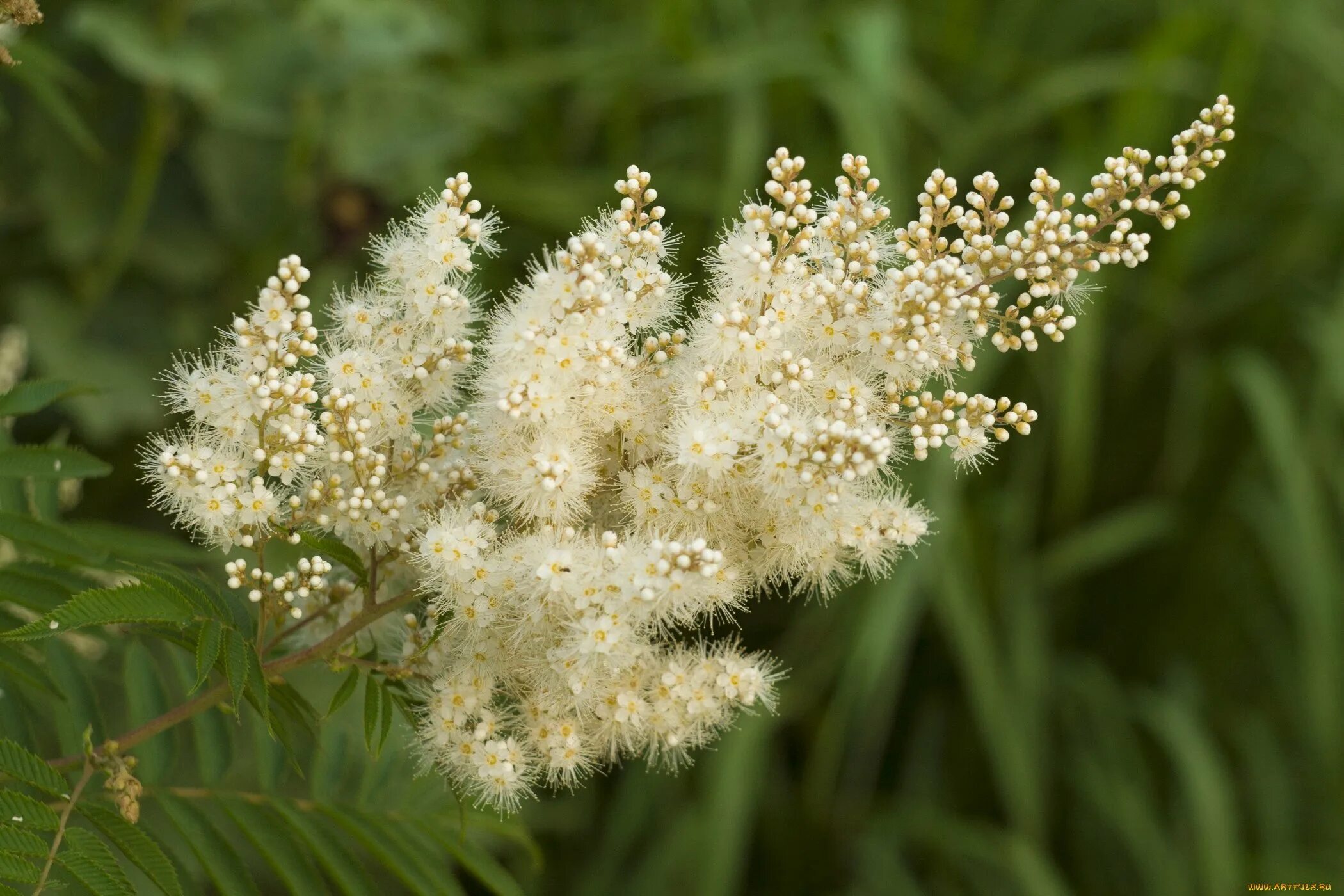 Таволга вязолистная. Spiraea таволга. Таволга трехлистная. Кустарник спирея таволга.