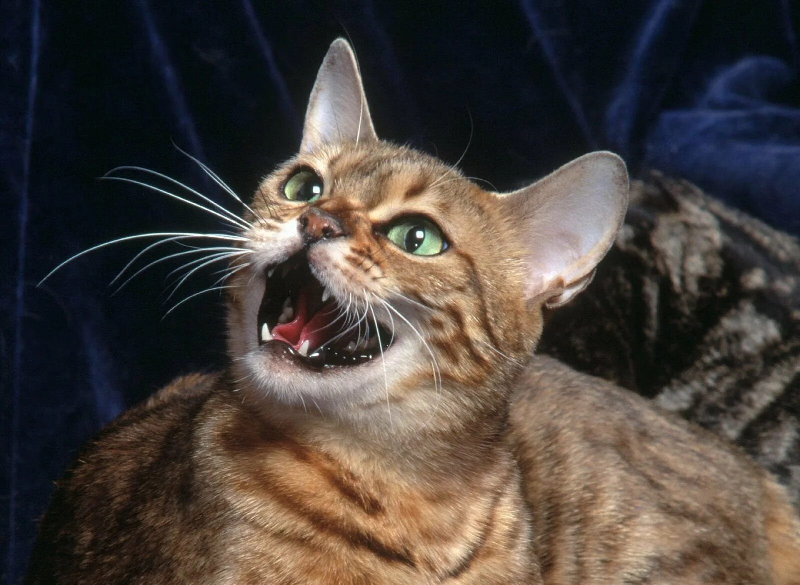 Кричащий кот. Говорящий кот из тик тока. Коты говорят ртом. Кот говорит. Мяуканье кошки.