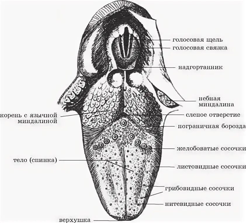 Корневые языки