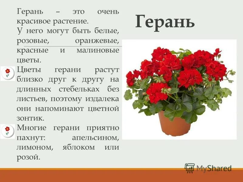 герань комнатная лечебная. герань аллергенная. герань пахнущая. герань раденс. пеларгония королевская.