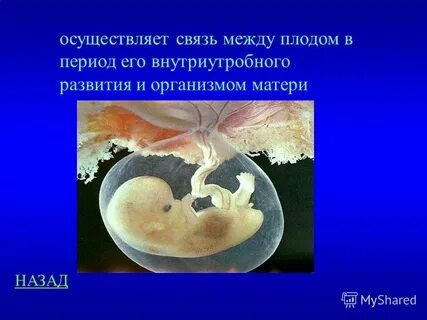 Связь зародыша с окружающей средой