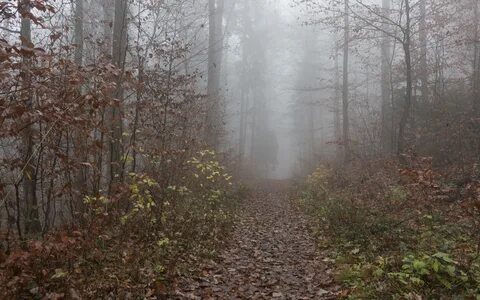 Поздней осенью лес стоит грустный