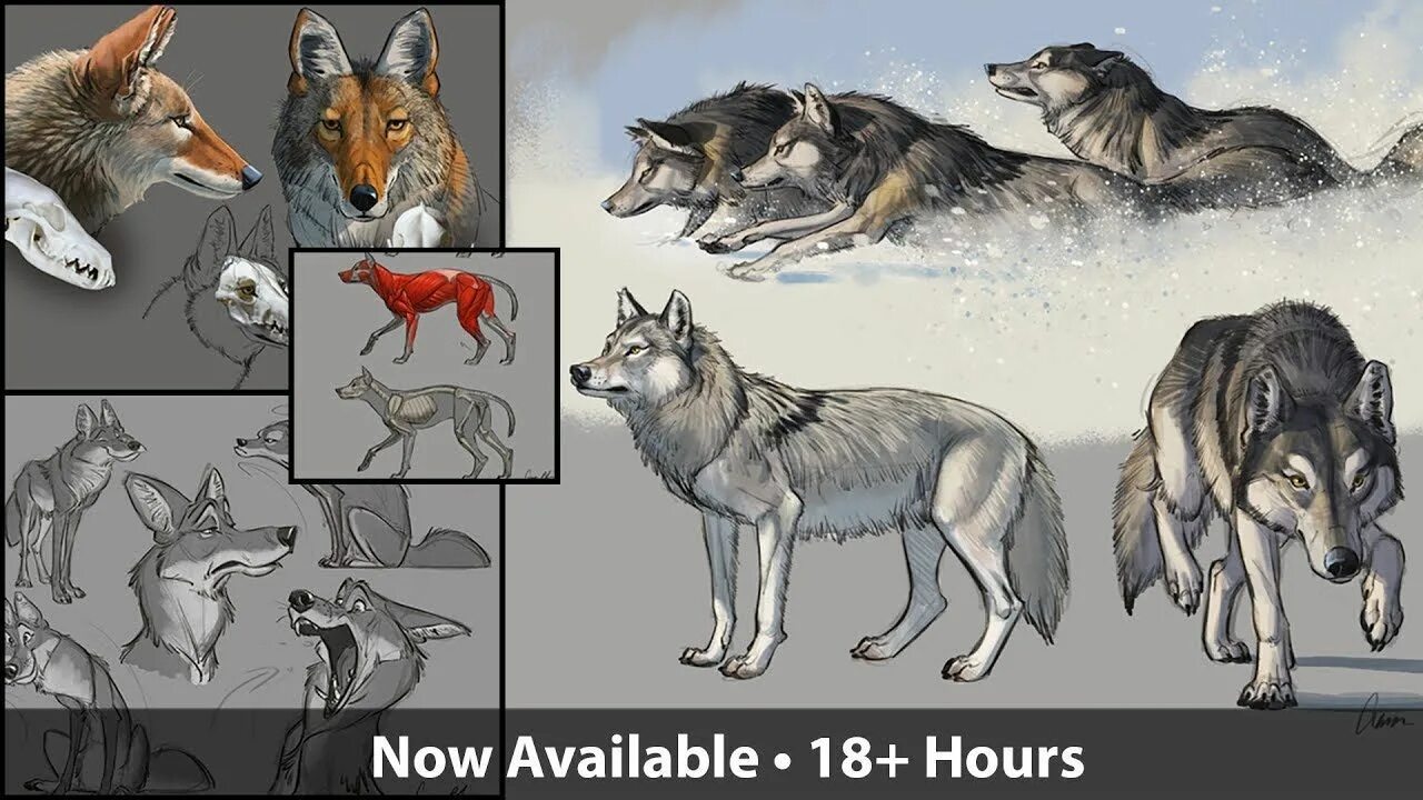 How to wolf. Койот анатомия. wolf aaron blaise. волк vs волка рисовать. рисунок волки против койотов.