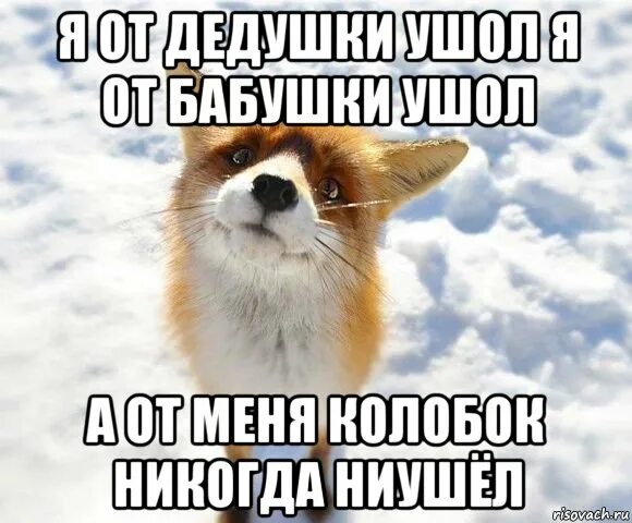 Лисичка выходи