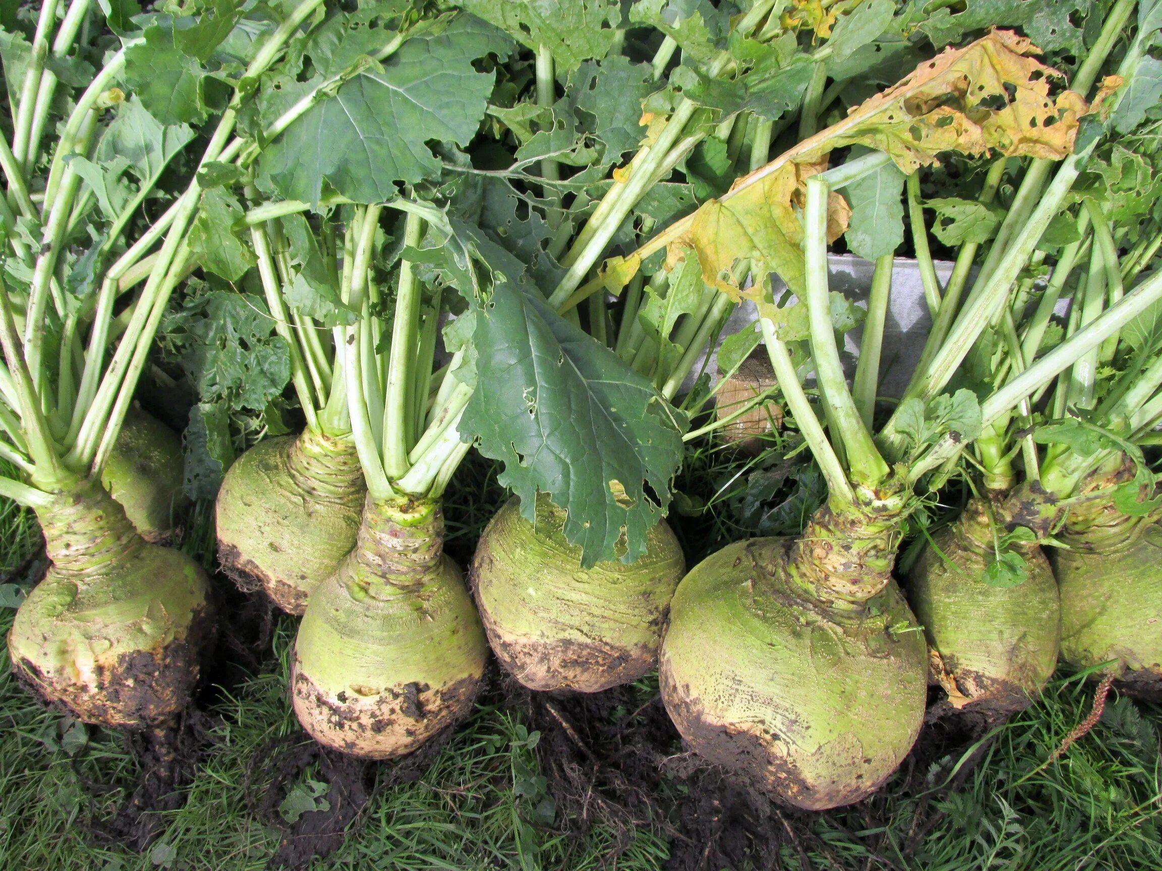 Брюква турнепс. Турнепс брюква. Брюква Brassica napobrassica. Кормовая свекла брюква.