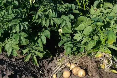 Картофель жирует что делать