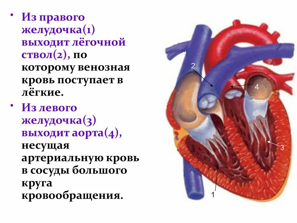 Какие сосуды выходят из желудочков. Сосуды легочного ствола. сердце аорта легочный ствол. сосуды правого желудочка сердца.
