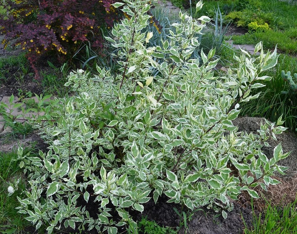Дерен белый сибирика. Дерен сибирика. Дерен элегантиссима (cornus alba elegantissima). Дерен характеристика. Дерен сибирика элегантиссима.