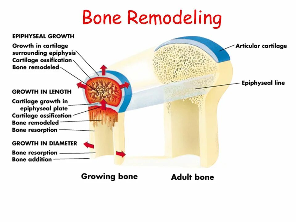 Bone Remodeling. Growth of Bone. Bone Remodeling Markers. Bone growth in length. The bones form