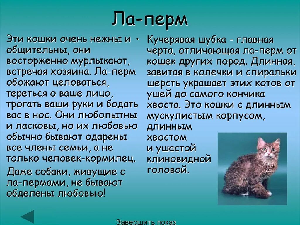 Описание кошки. Описать кошку. Описание кошки 5 класс. Презентация на тему породы кошек. Описание про кошку 5 класс