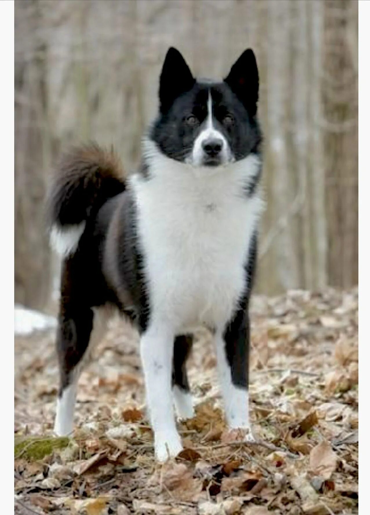 Карельская медвежья лайка. Карельская медвежья лайка. Карельская медвежья лайка щенок. Карело медвежья лайка. Карельско медвежья лайка лайки.