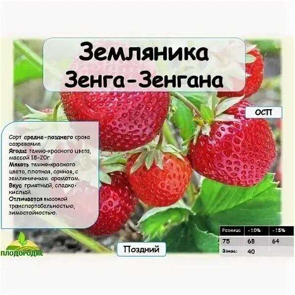 Земляника Зенга Зенгана 9x30 см 3 шт. - купить с доставкой в Екатеринбурге Низки