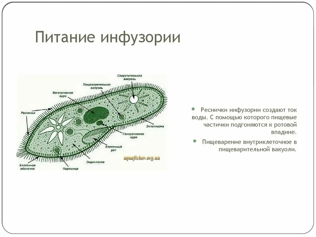 Размер тела инфузории туфельки. Органеллы питания инфузории туфельки. питание инфузории туфельки схема. органоиды инфузория туфелька. функции органоидов инфузории туфельки таблица.