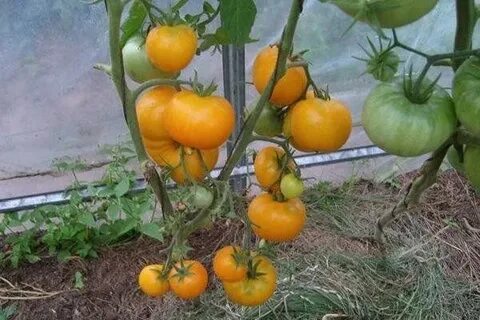 Медовый спас томаты урожайность