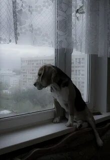 Собака скучает дома