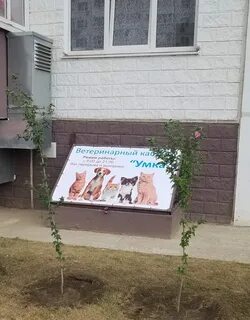 Ветклиника суворовский ростов