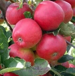 Сорт яблони аркадик