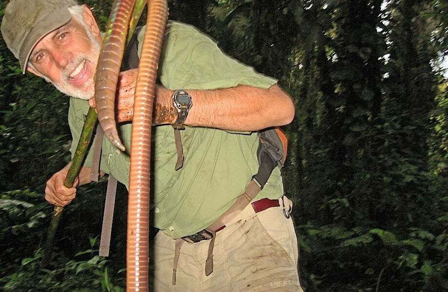 Самой большой червь. Самый большой Земляной червь в мире. Гигантский кольчатый червь австралийский. Гигантский австралийский дождевой червь (Megascolides Australis). Самый большой кольчатый червь в мире.