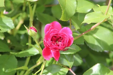 Open rose