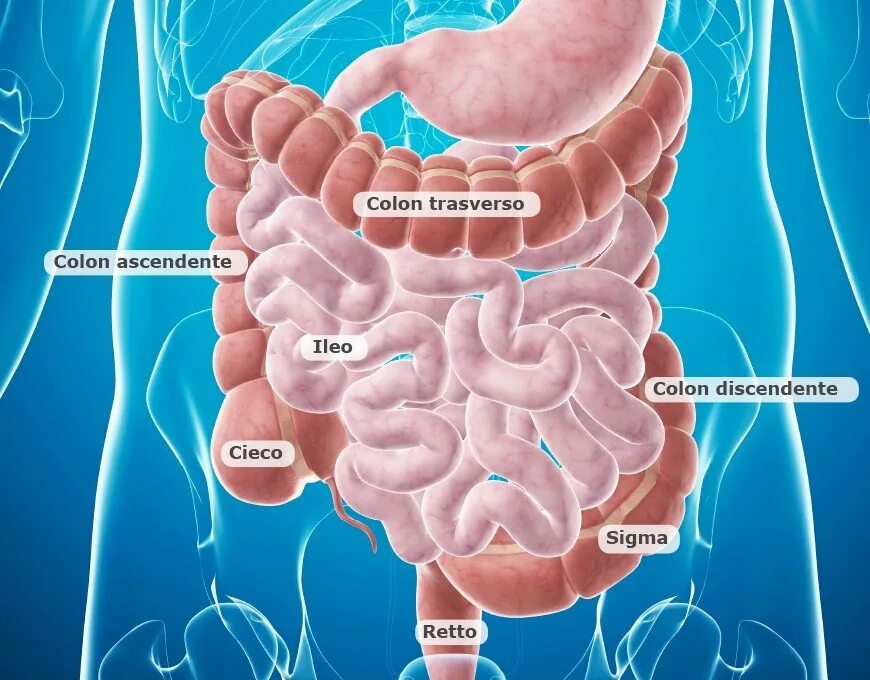 Colon sigmoideum на преперете. Colon перевод