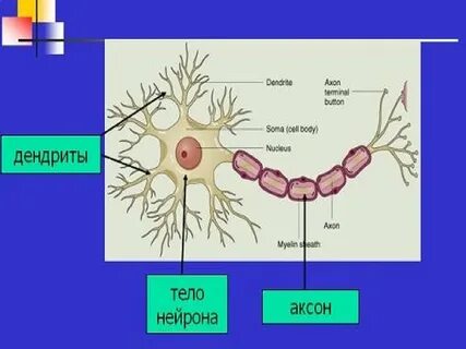 Белое вещество аксоны нейронов