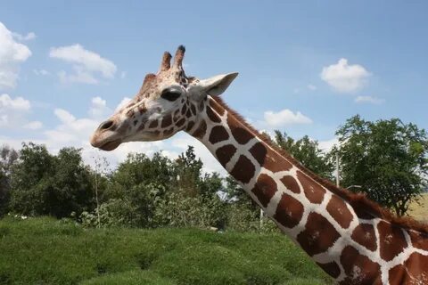 Giraffe neck