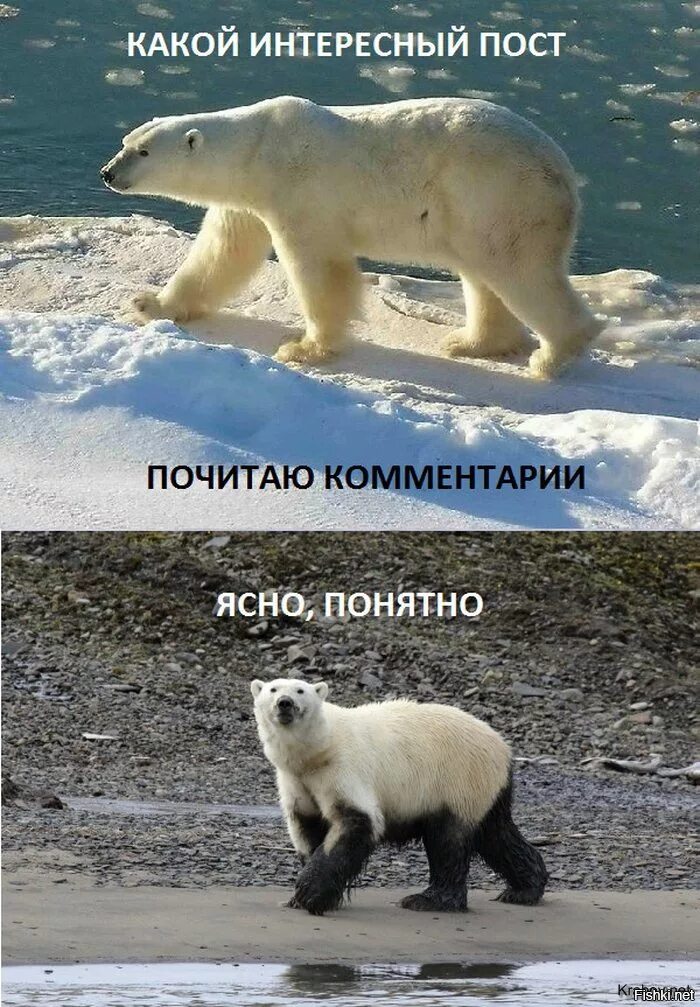 Прикольные статусы. Винни пух в грязи. Прикольныйстатусы. Приколы про отношения. Винипух и комментарии.
