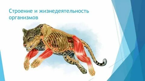 Системы жизнедеятельности животных
