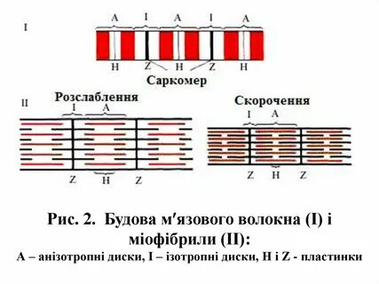 Саркомер