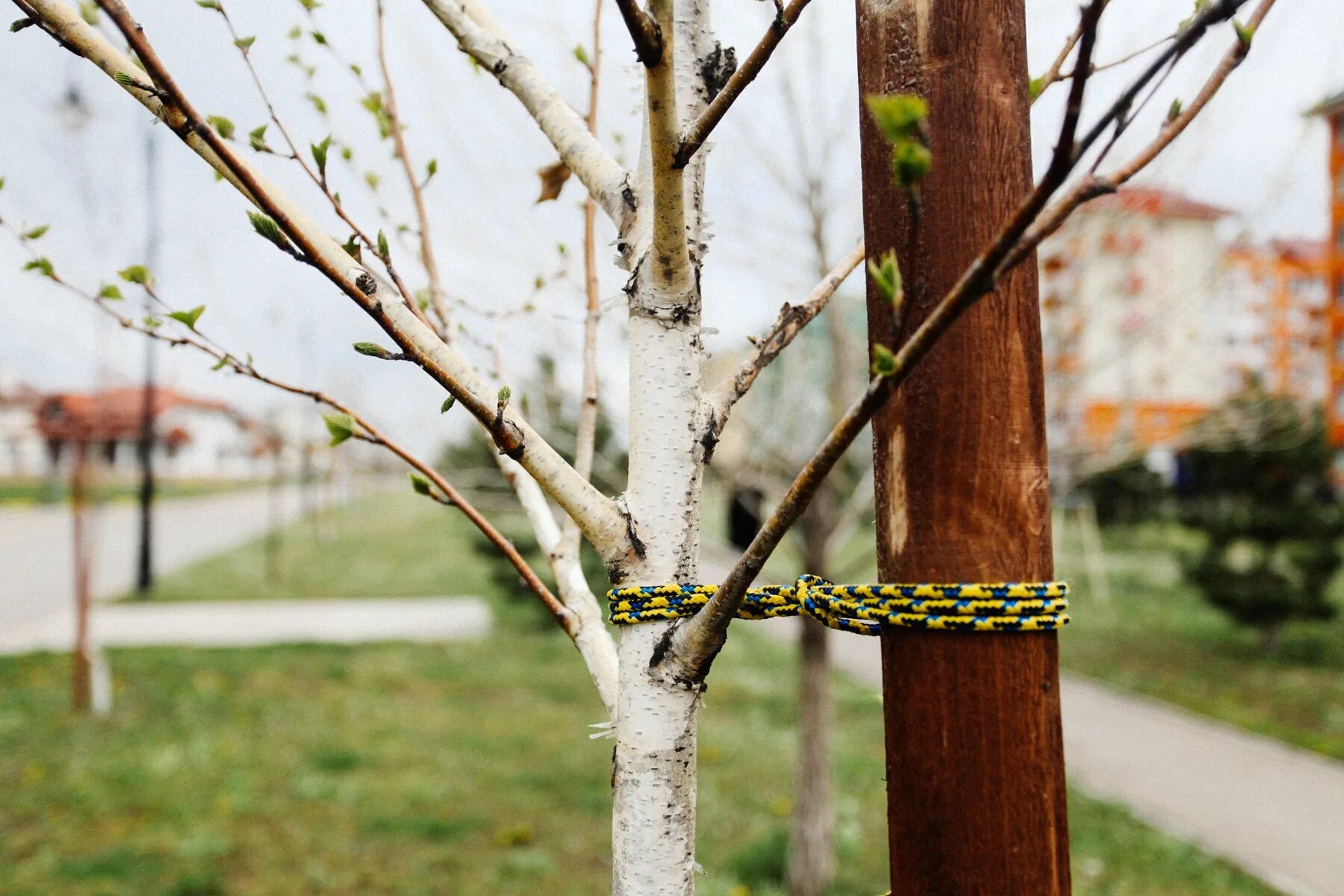 молодые саженцы деревьев. осина (populus tremula). молодые деревья поднявшиеся по краям дороги давали. дорога деревья. аллея из березы жакмана.