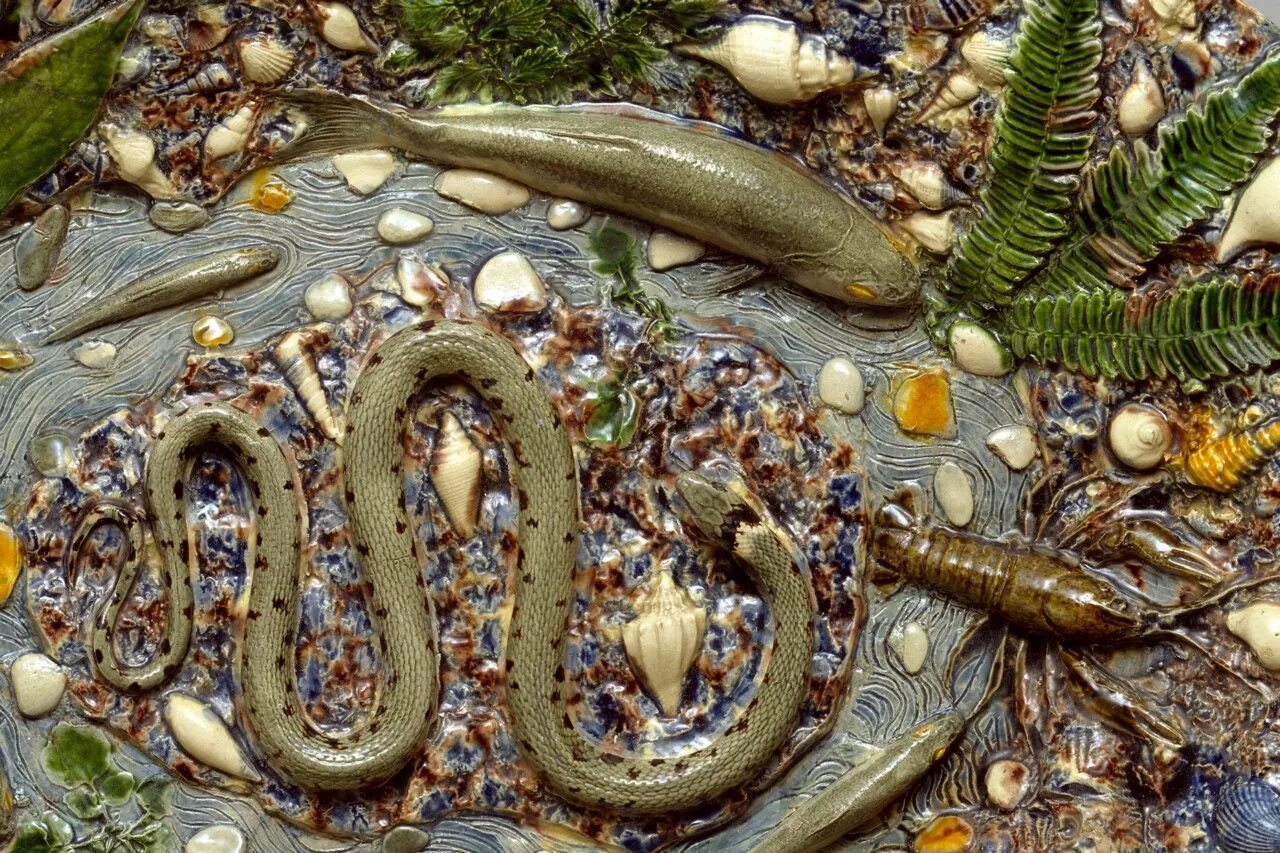 Обыкновенная гадюка (vipera berus). Кофе из какашки. Змея на гуще. Змея на гуще. Змея на гуще.