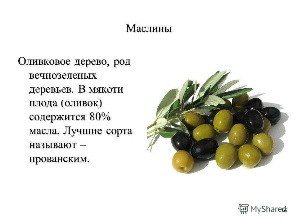 Значение слова оливки. Презентация оливки и маслины. Оливки для презентации. Загадка про оливки. Плод маслины и оливки.