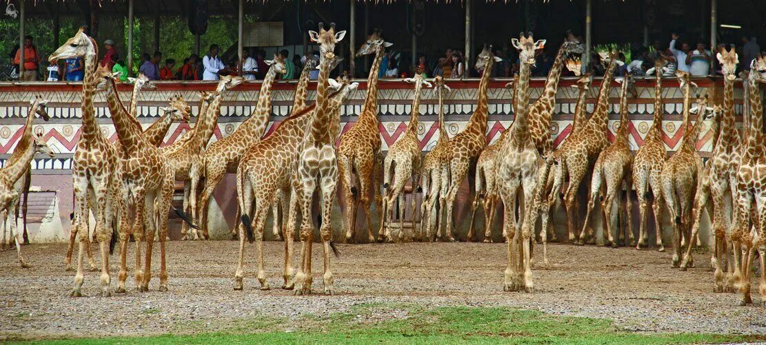 Сафари парк калужская область. Сафари энтузиастов. Зоопарк сафари парк сочи. Сафари энтузиастов. Сафари энтузиастов.