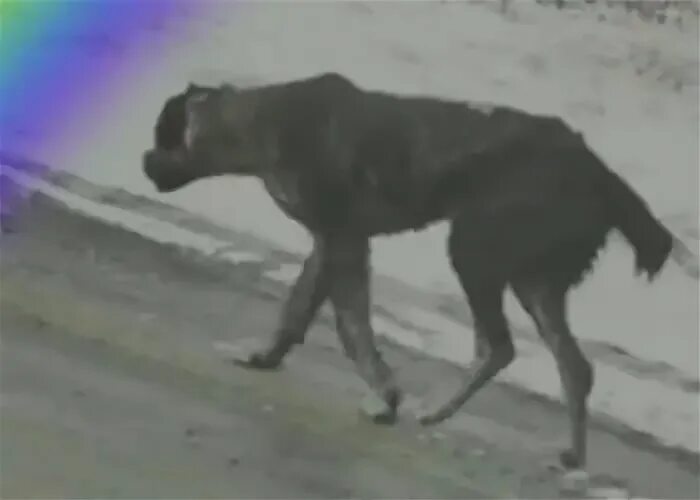 Сгоревшая собака