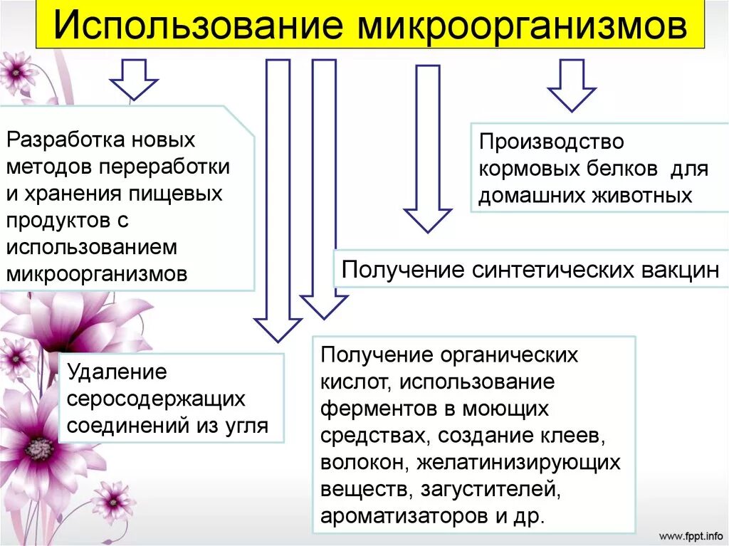 Использование микроорганизмов. Сферы применения микроорганизмов. Использование микроорганизмов в промышленности. Использование бактерий в промышленности.