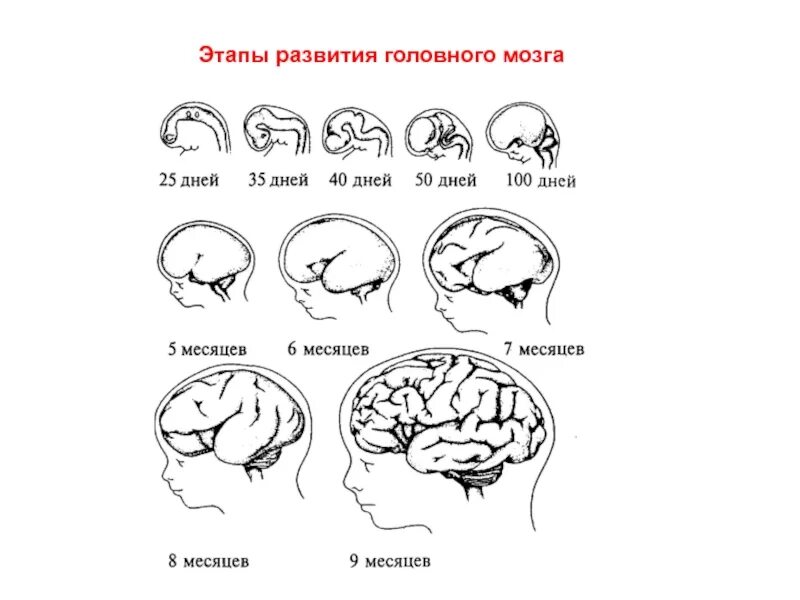 Этапы развития головного мозга. Стадии развития головного мозга. Этапы эволюции головного мозга. Порог развития головного мозга. Нарушение развития головного мозга